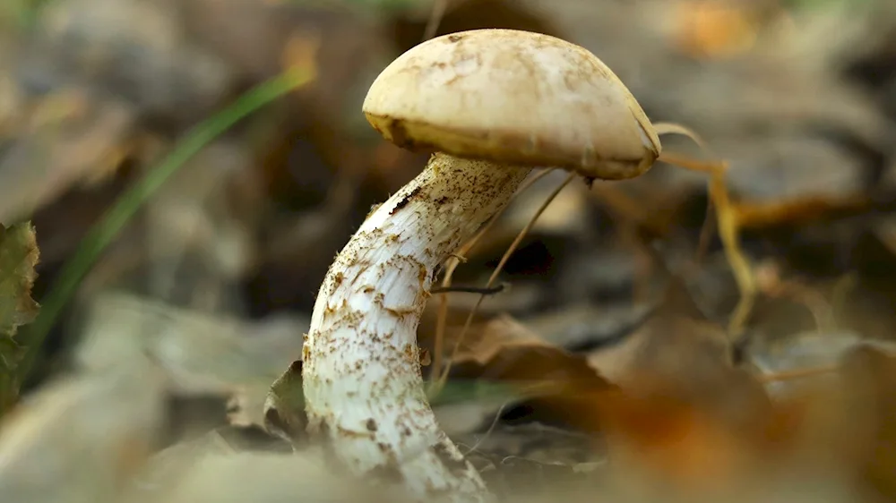 Mushrooms in the Chelyabinsk region