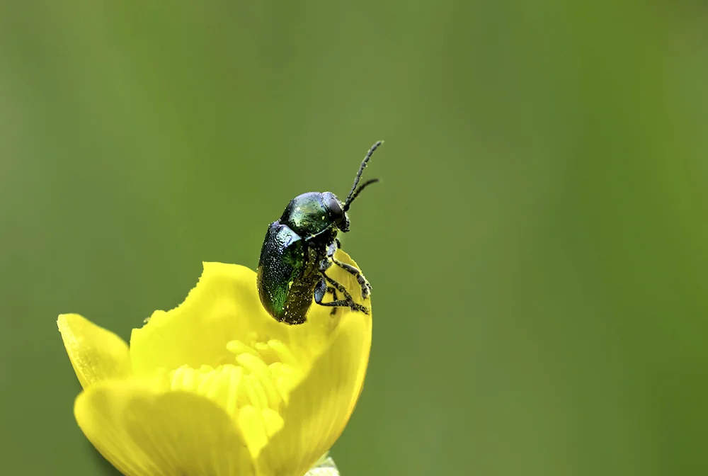 June yellow leaf beetle