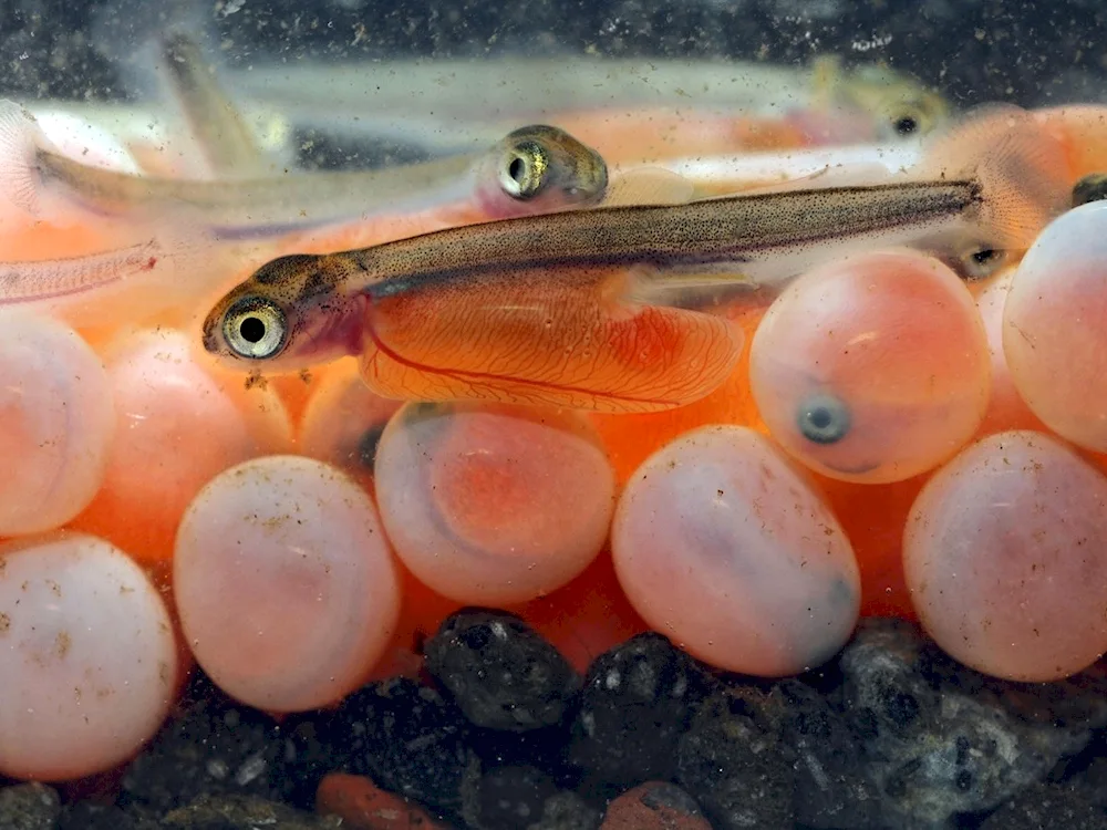 Rainbow trout fry