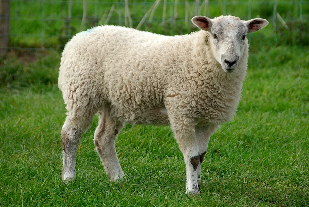 Ile de France breed of sheep