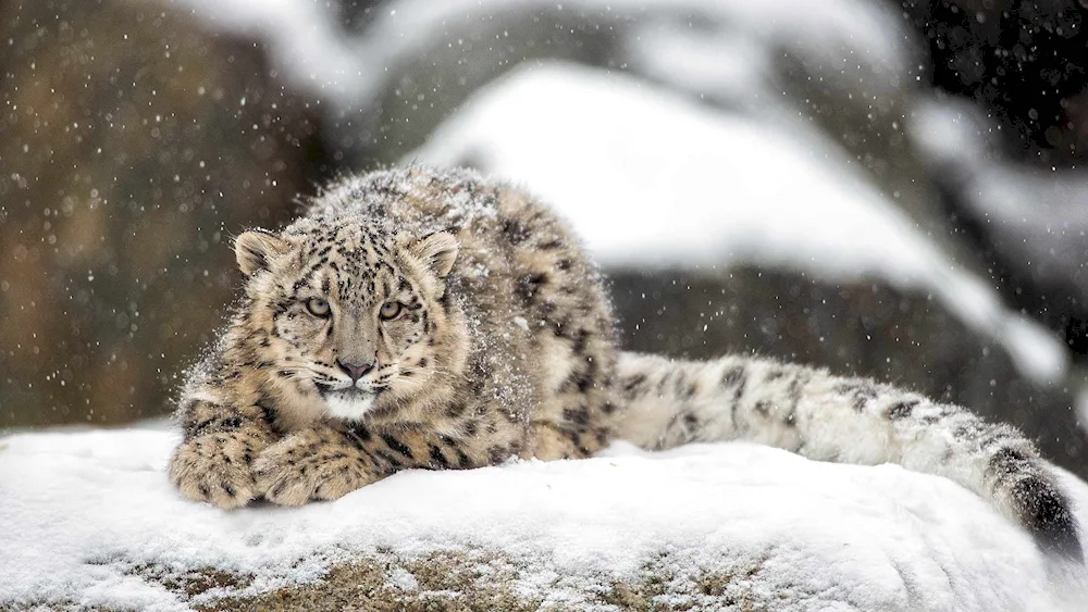 Snow Leopard Irbis