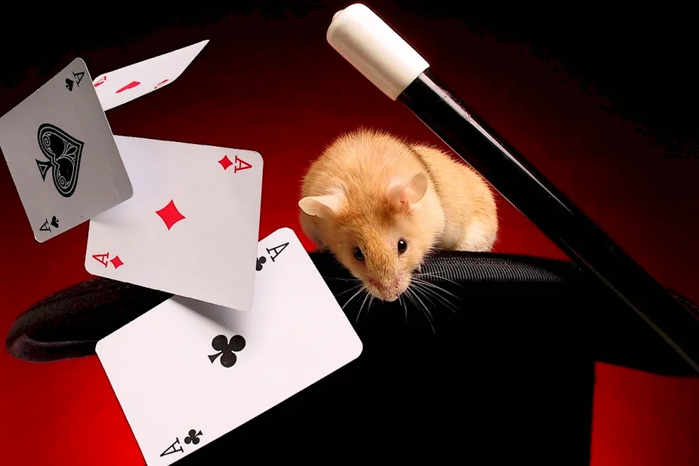 A magician's attributes