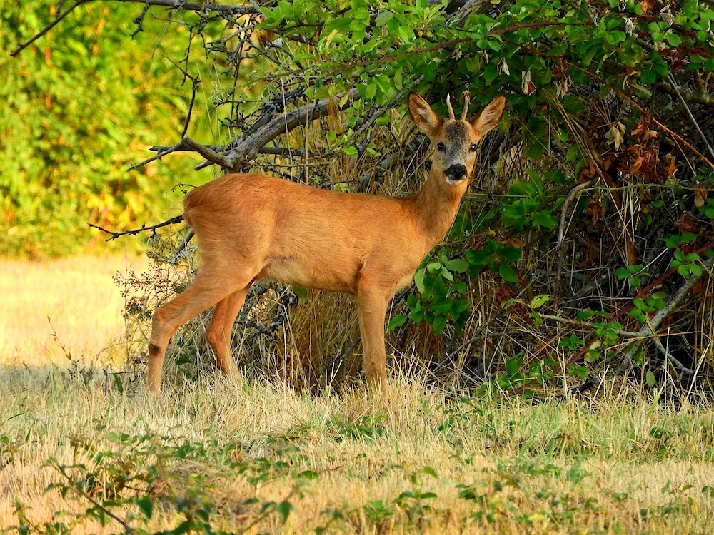 Ilmena Reserve roe deer