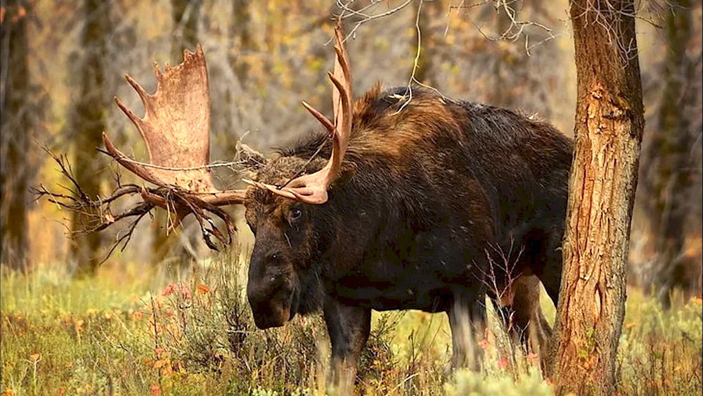 European Elk