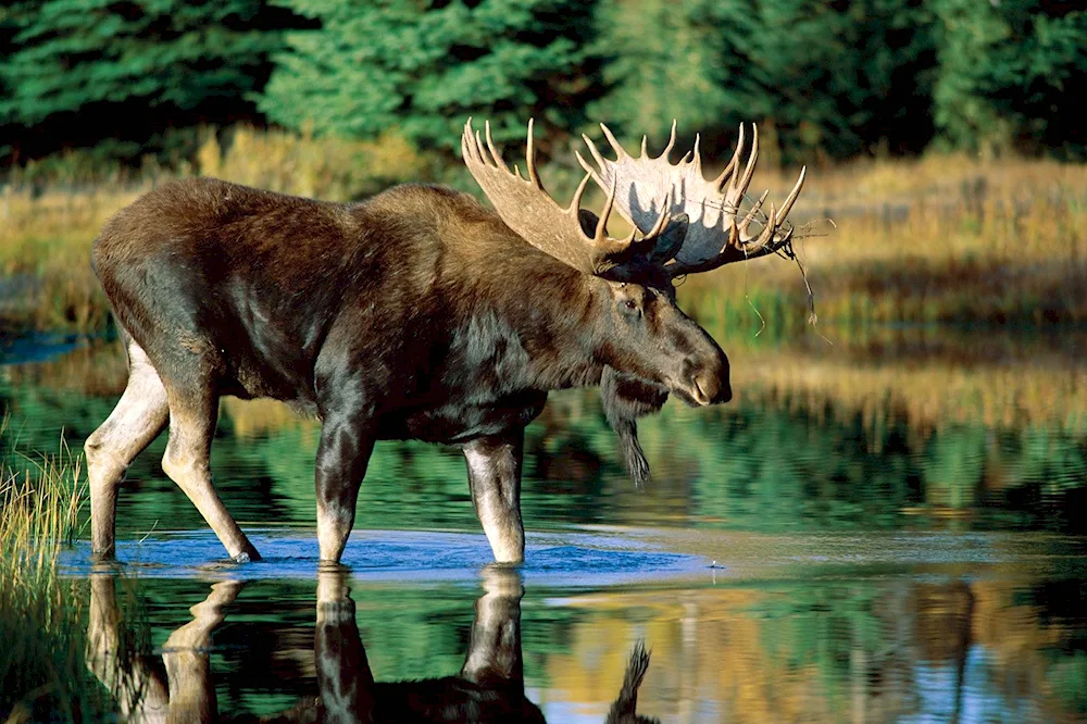 Ilmensky reserve Elk