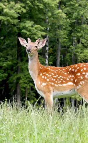 Ilmensky Reserve spotted deer