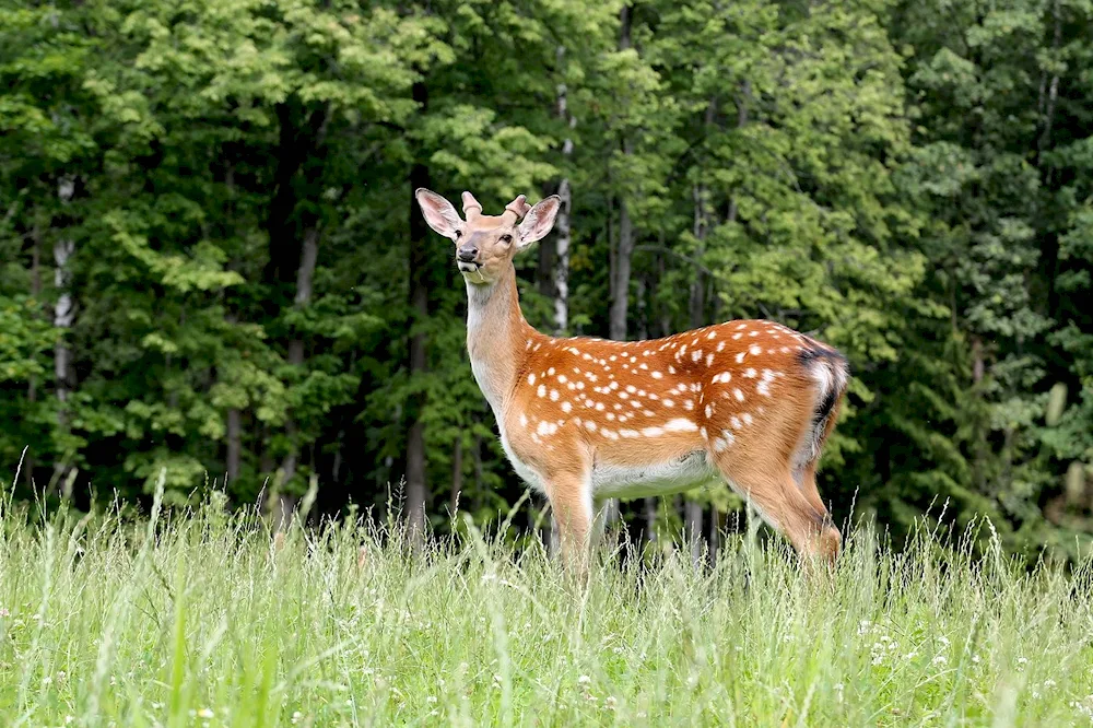 Ilmensky Reserve spotted deer