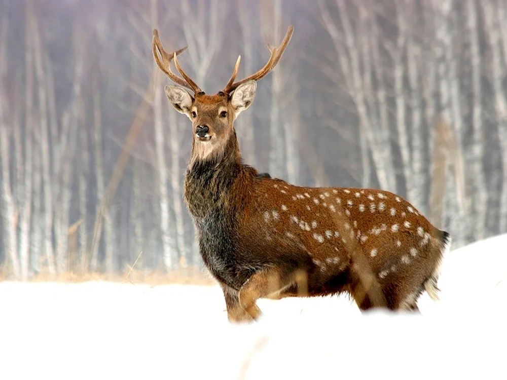 Island Spotted Deer Reserve