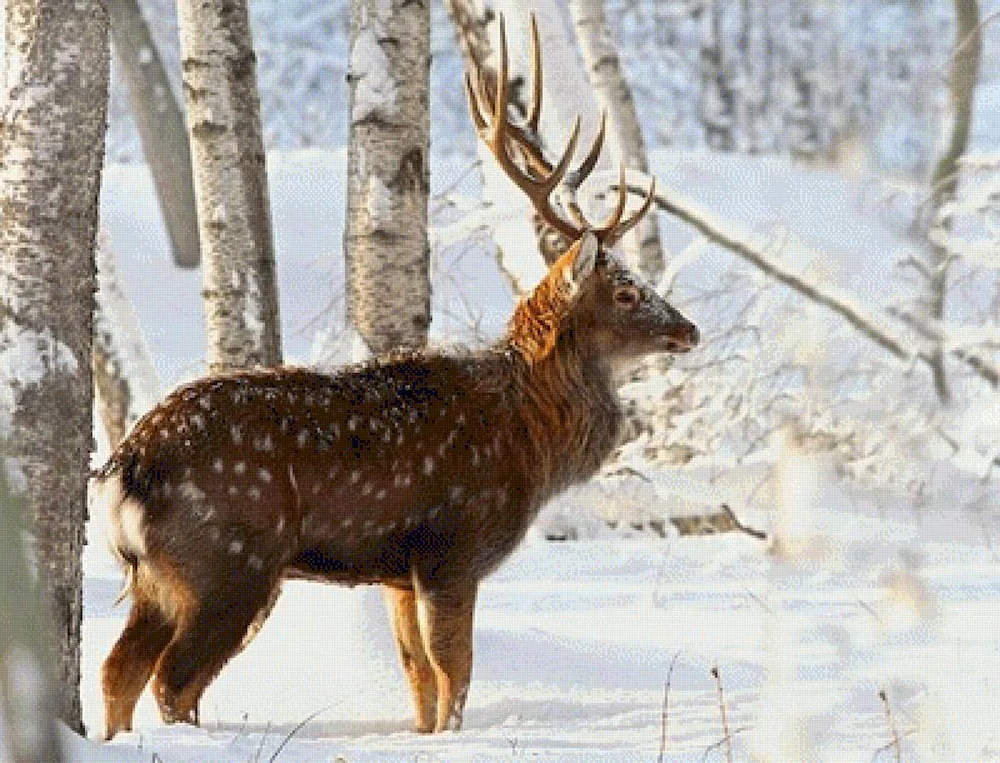 Ilmensky Reserve spotted deer