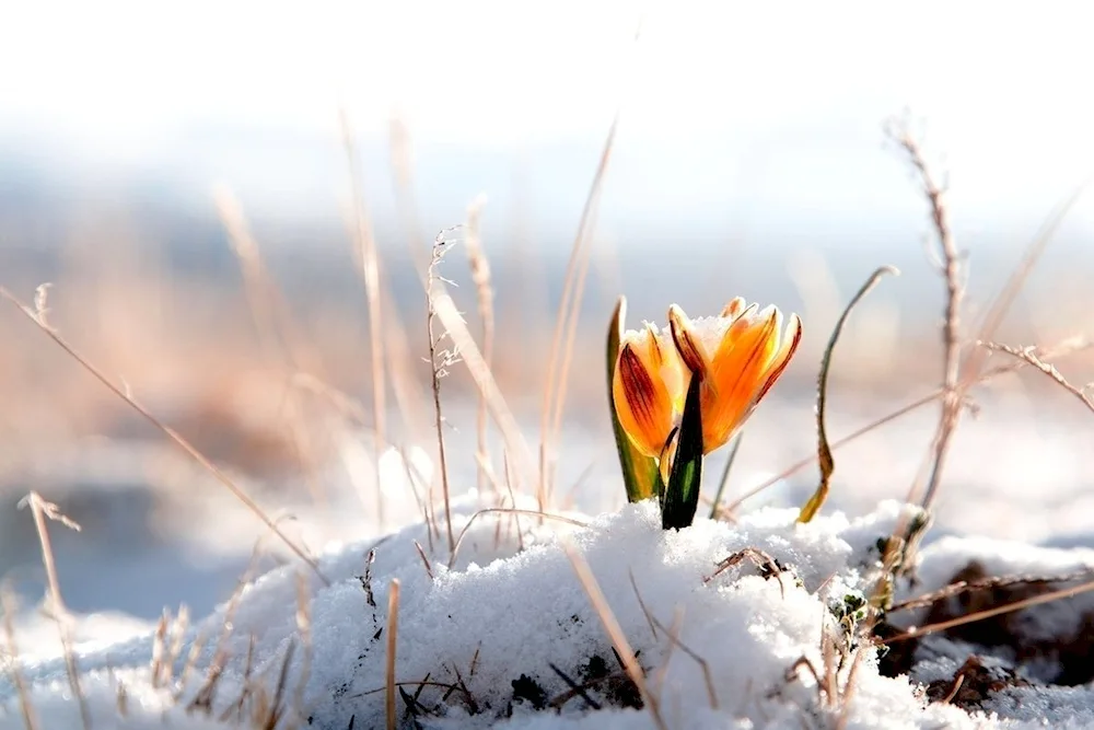 Crocuses and snowdrops