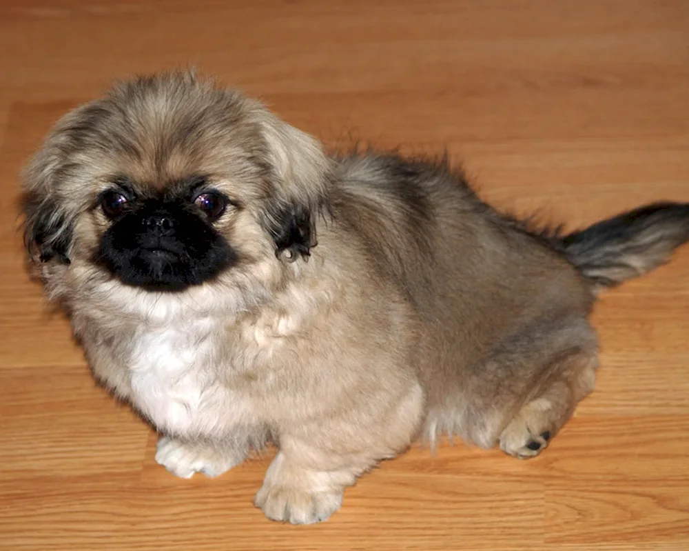 Dog Pekingese