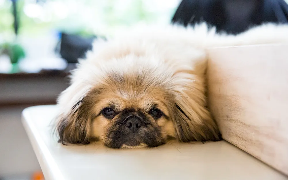 Imperial Pekingese