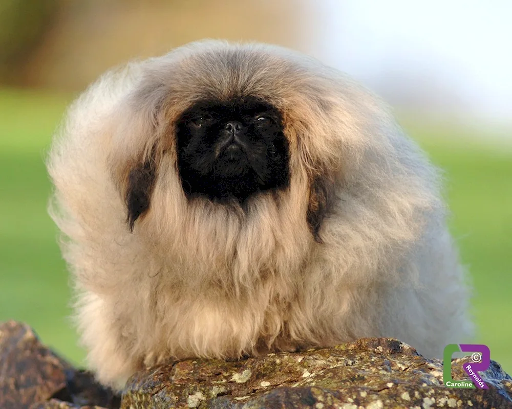 Pekingese