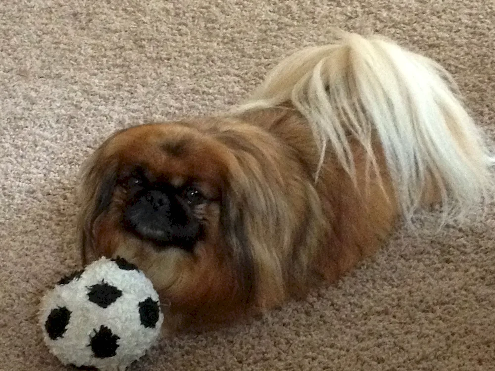 Pekingese Imperial Pekingese