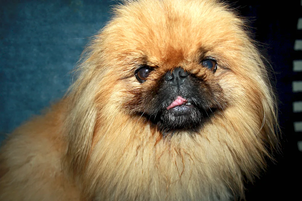 Imperial Pekingese