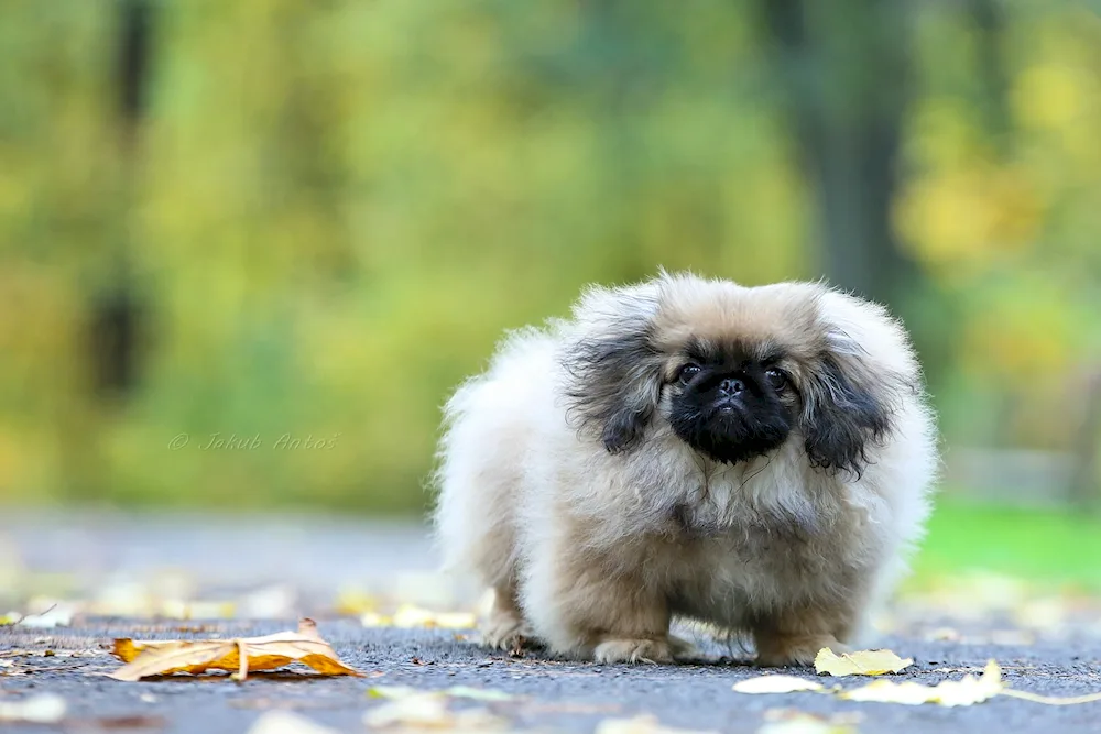 Imperial Pekingese dog