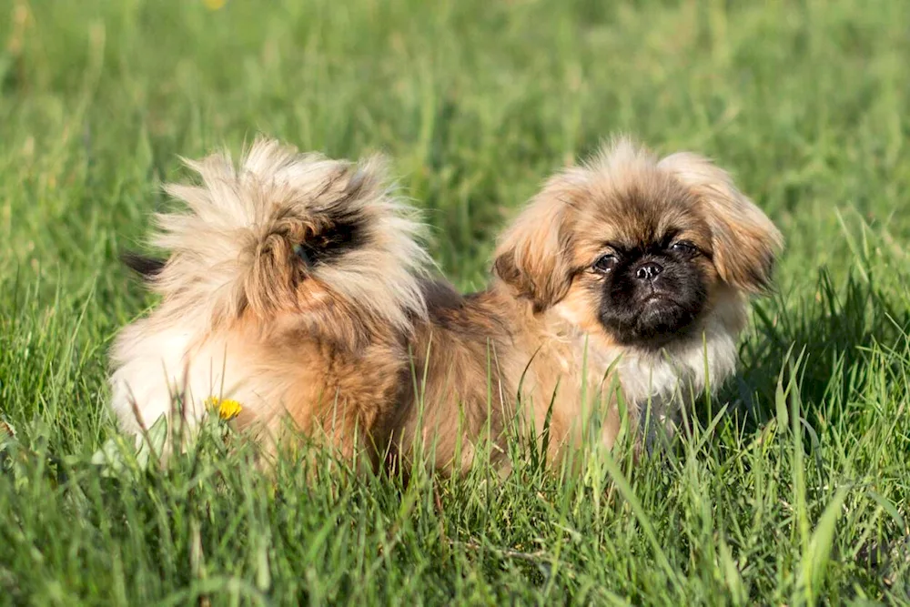 Imperial Pekingese