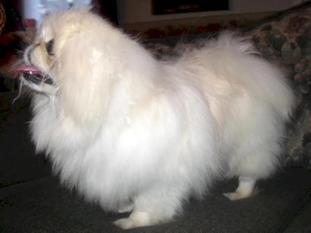 Imperial Pekingese white