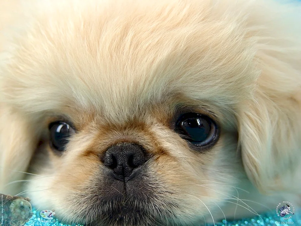 Pekingese Royal Pekingese