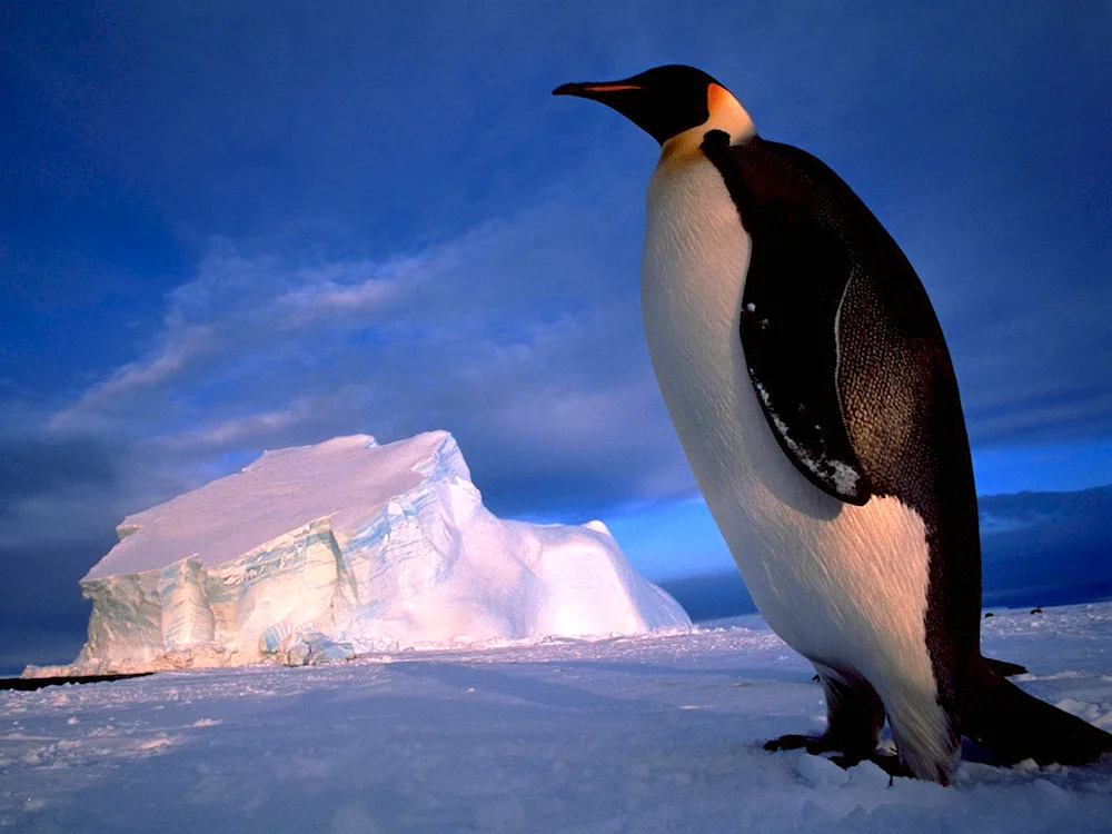 The Imperial Penguin Aptenodytes forsteri