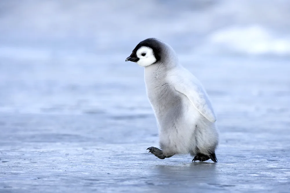 Imperor Penguin calf