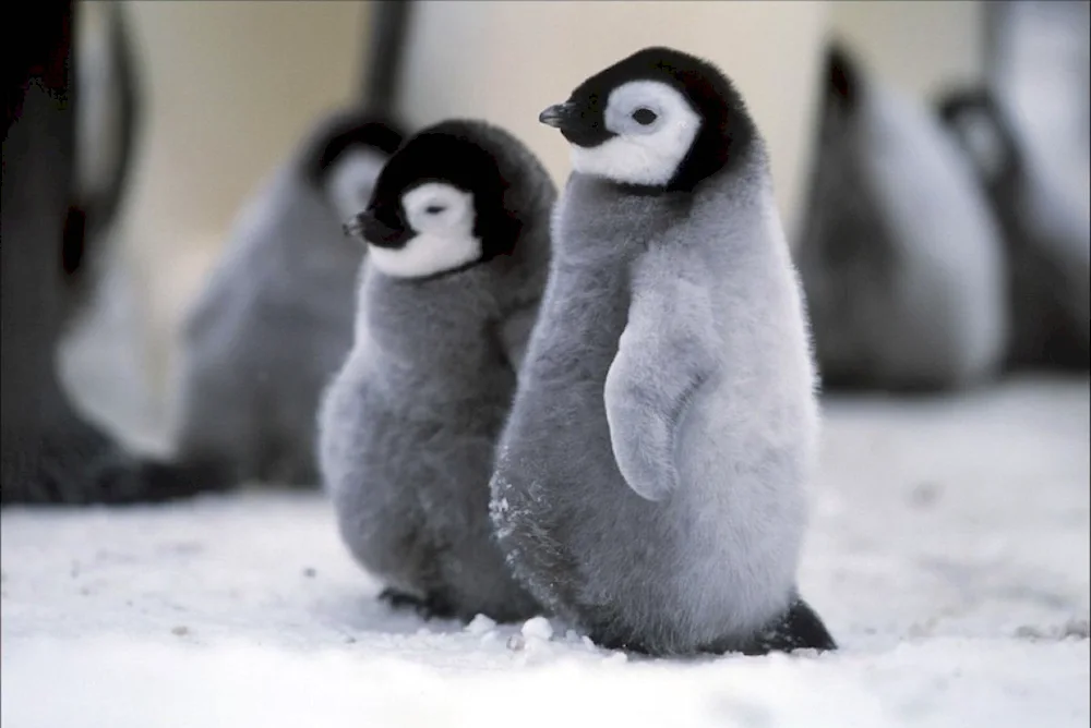 Imperor Penguin calf