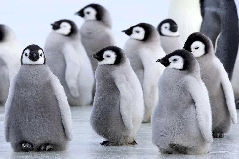 Imperial Penguin cub