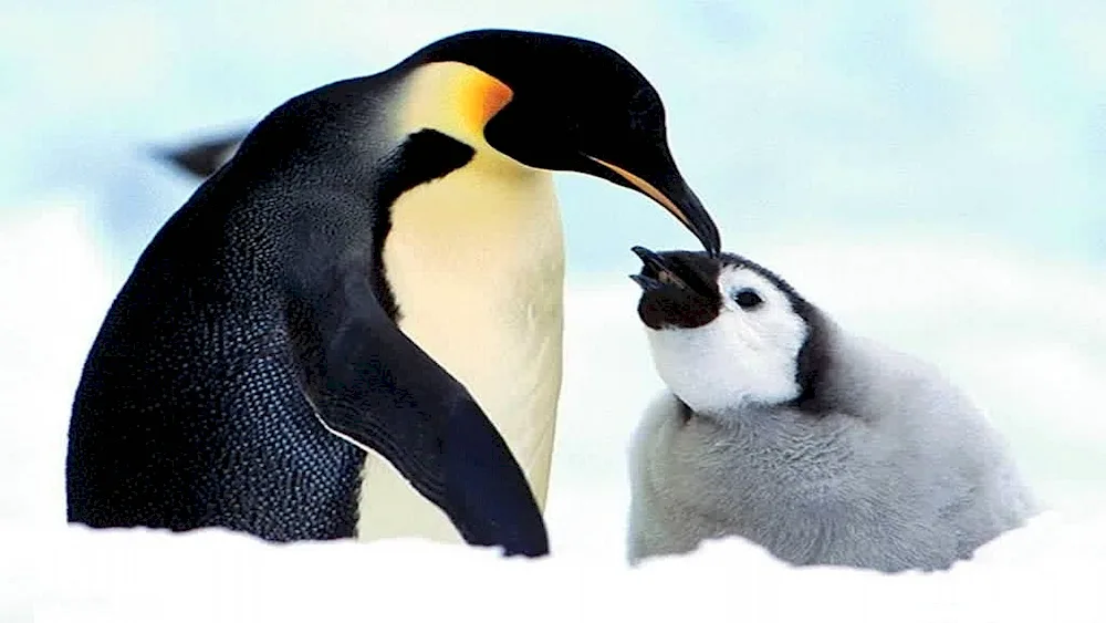 Imperial Penguin cub