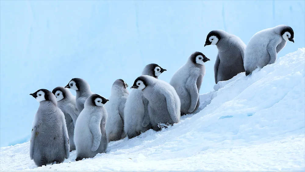 Imperor Penguin in Antarctica