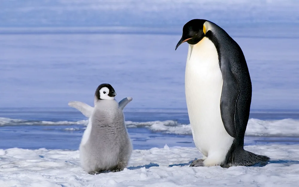 Imperial Penguin in Antarctica