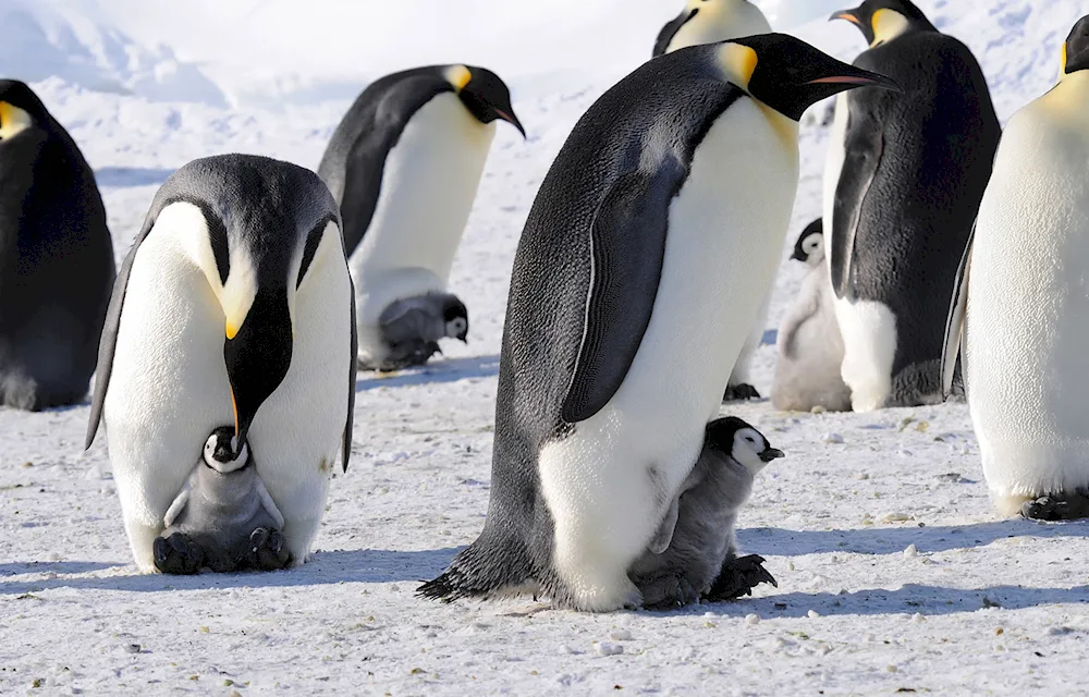 Imperial Penguins in Antarctica. Penguin in Antarctica