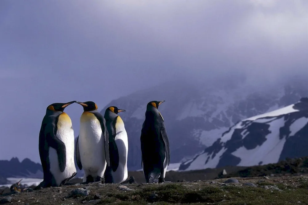 The Imperial Penguin in Antarctica