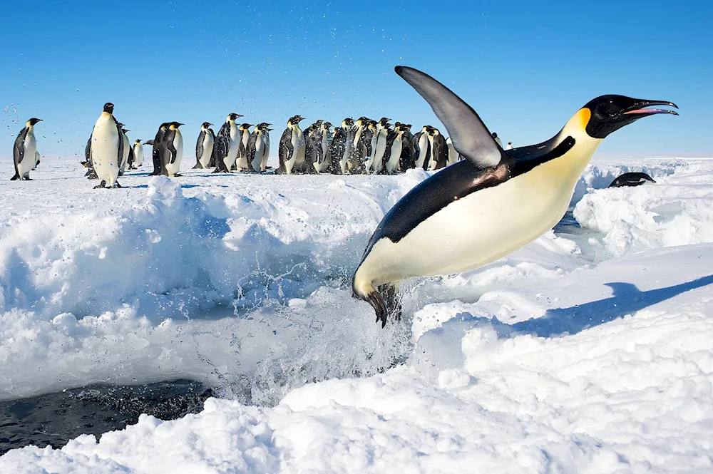 The Imperial Penguin in Antarctica