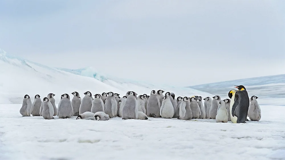 Imperor Penguin in Antarctica