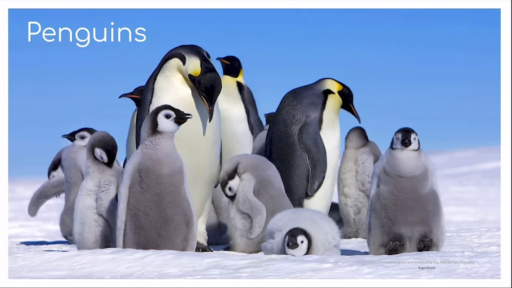 The Emperor Penguin in Antarctica