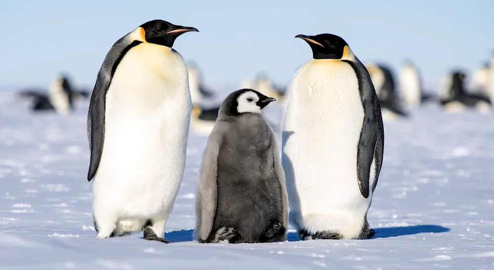 The Emperor Penguin in Antarctica