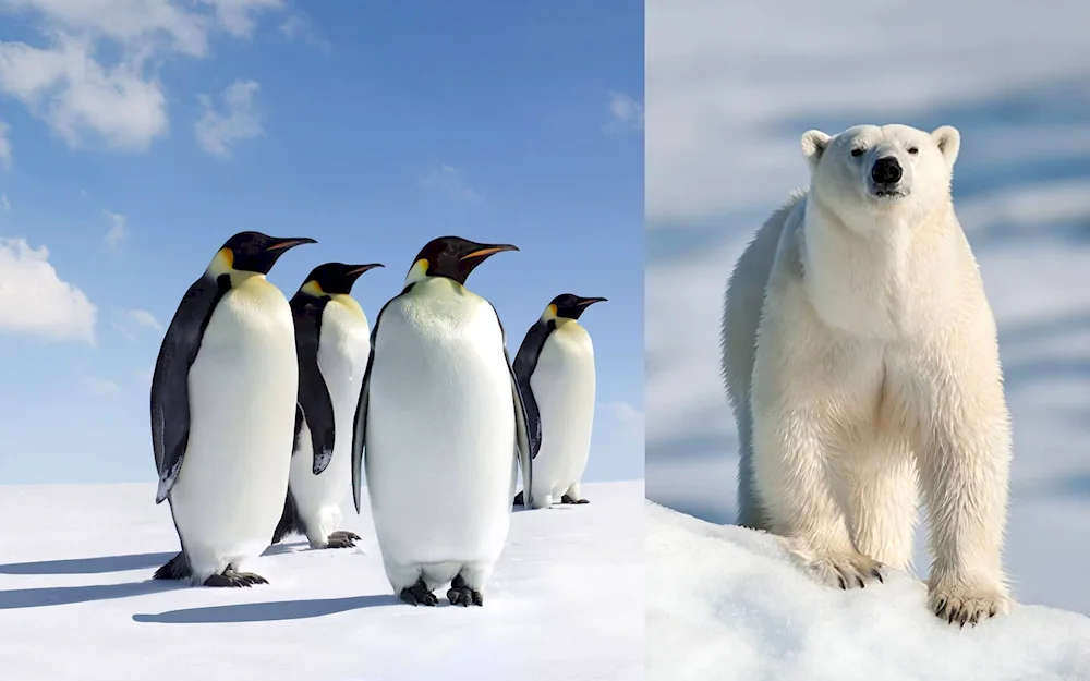 Imperial Penguin in Antarctica