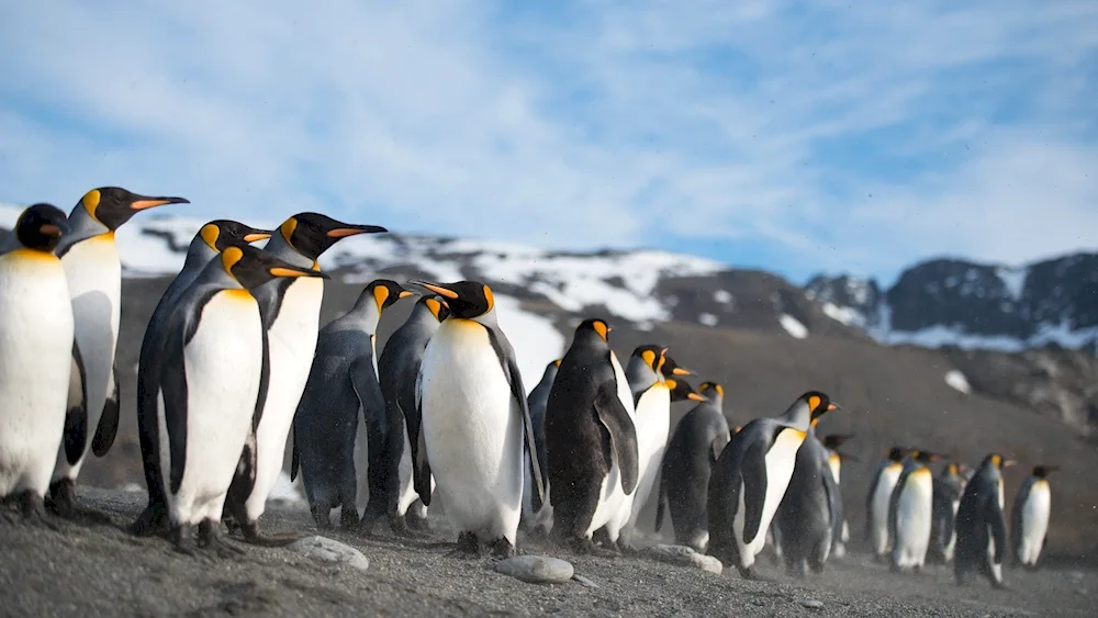 Imperial Penguin in Antarctica