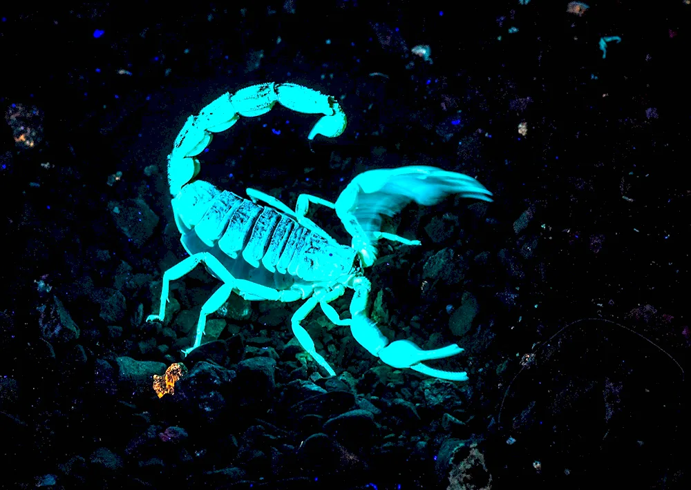 Imperor Scorpion Scorpion