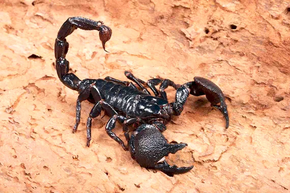 Imperor Scorpion