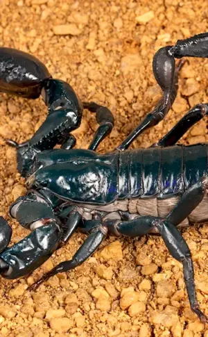 Emperor Scorpion venom