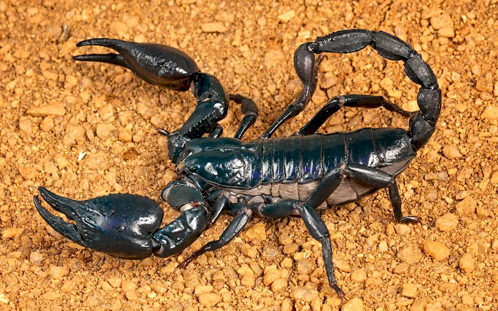 Emperor Scorpion venom