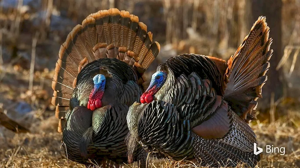 Victoria's common turkey meleagris gallopavo