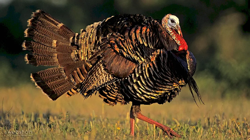 Bronze wide-breasted turkey