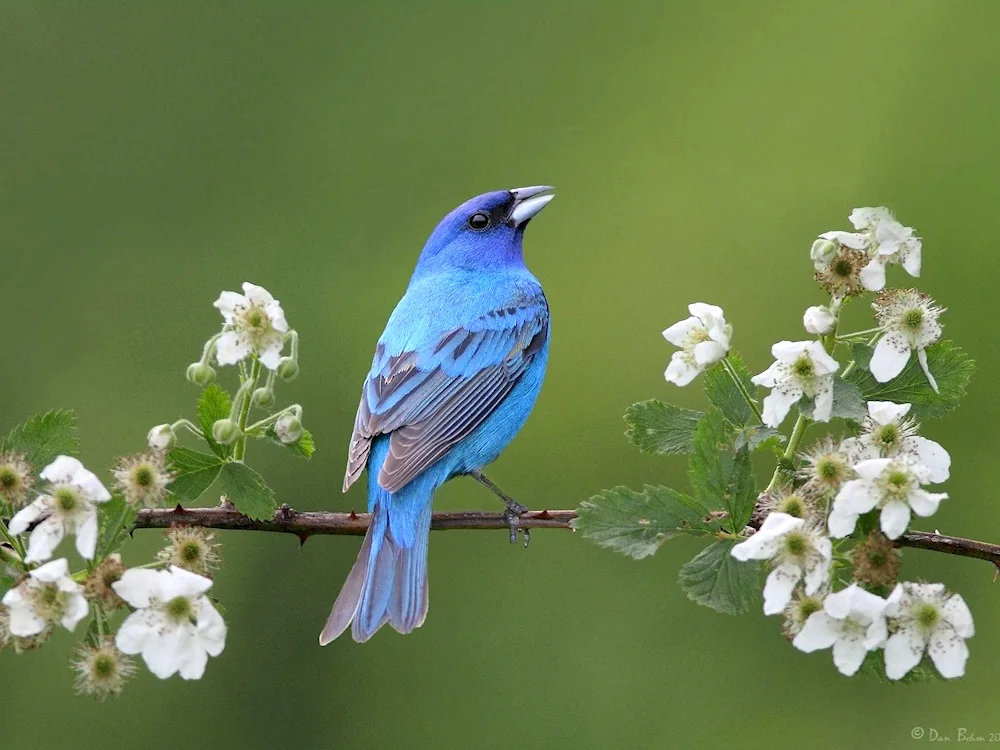 Indigo bunting Cardinal