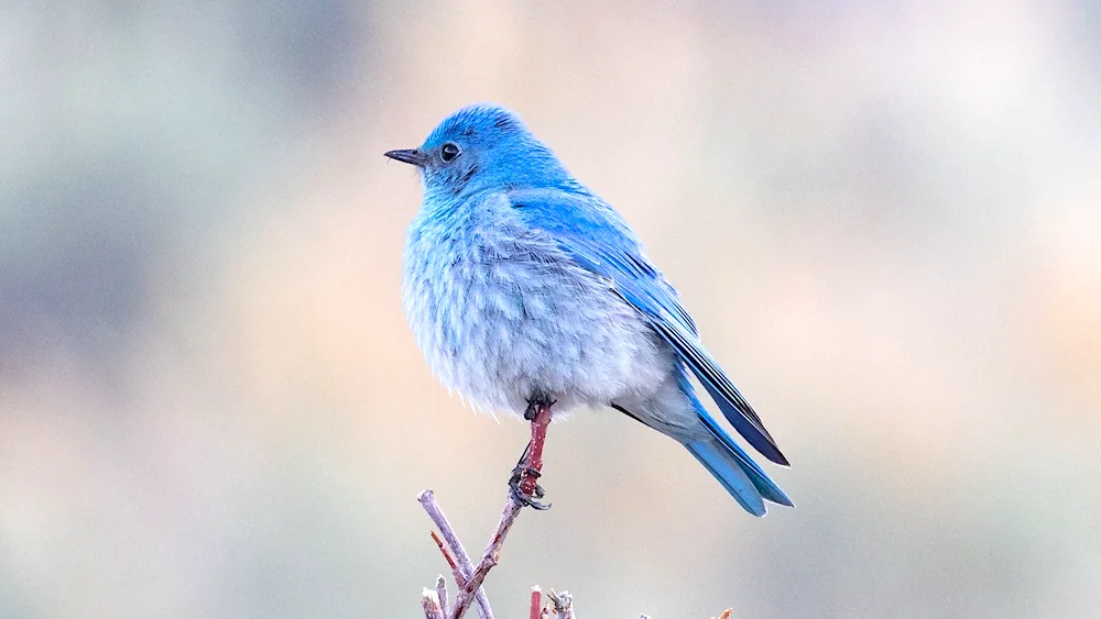 Indigo bunting Cardinal