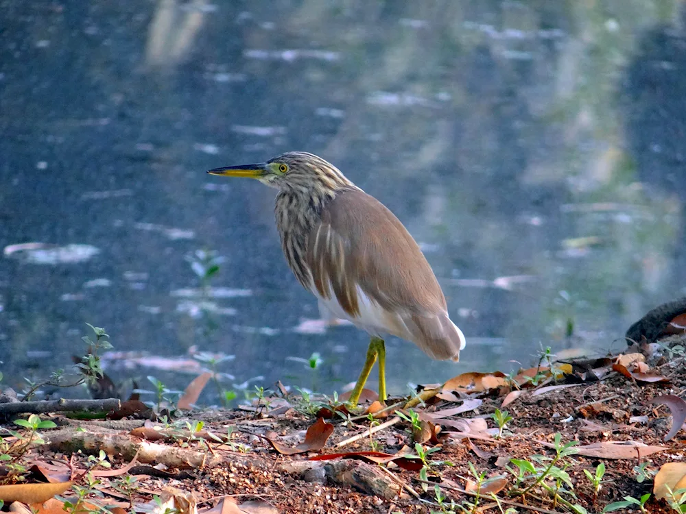 Grey heron