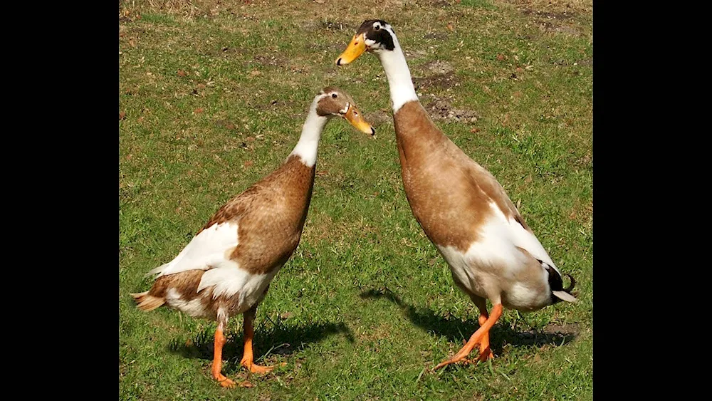 Land geese