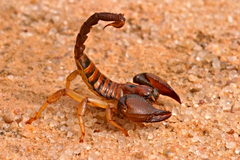 Scorpion