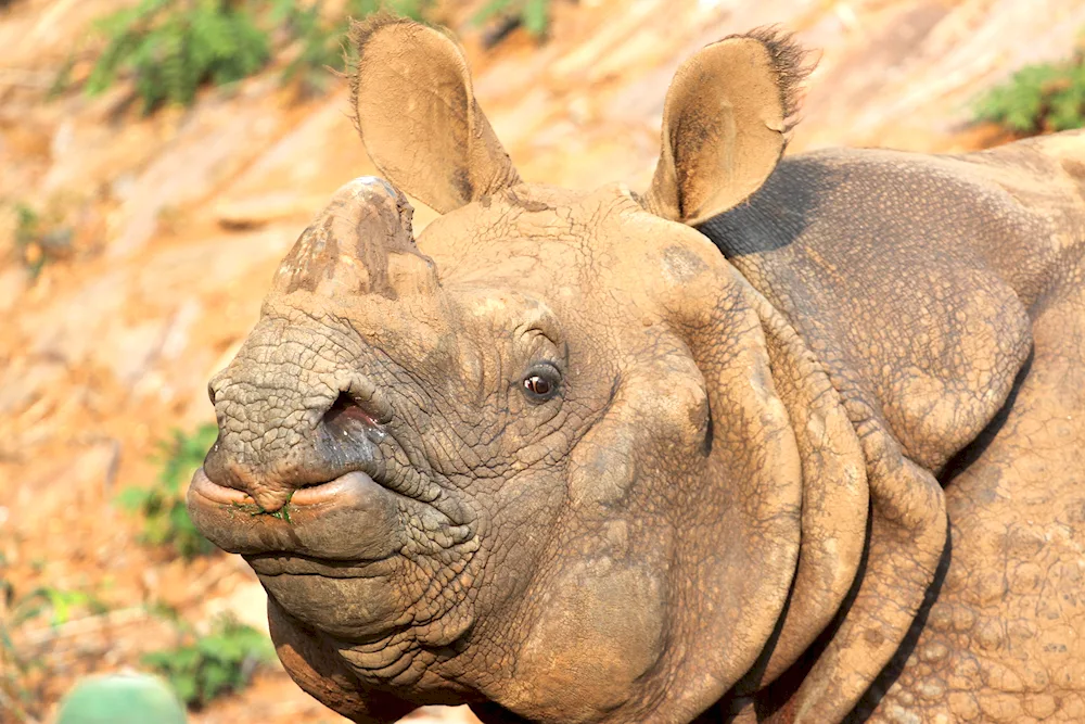 Indian rhinoceros